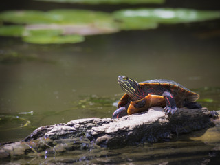 Painted turtle takin sun