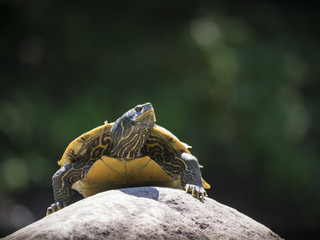 Northern map turtle