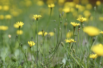 dandelion inthe grass