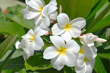 Obraz na płótnie Canvas White flowers