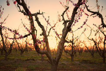 Apple tree in bloom at sunset