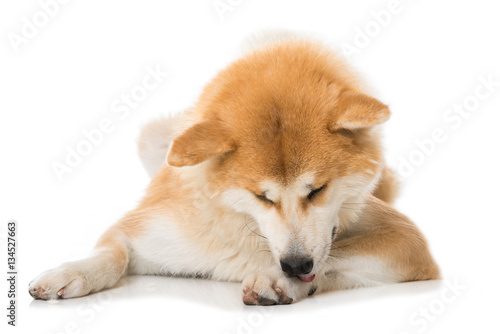 "Hund schleckt sich die Pfote" Stockfotos und lizenzfreie Bilder auf
