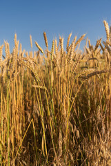Ears of wheat growing on the field