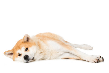 Liegender, Akita Inu