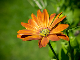 African daisy in bloom