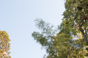 branch of tree and blue sky