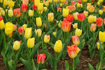 Bi-colored red and yellow tulips ground