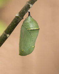 Green monarch butterfly chrysalis with gold and black band hanging from a green milkweed branch...