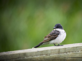 Eastern kingbird