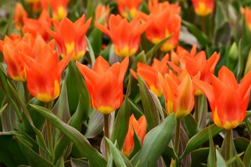 Naklejka premium Greigii Tulips in a flower bed