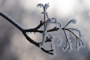 Macro photo. Winter forest. Still yellow leaves of the trees and bright green needles of the pine trees covered with snow and frost. Frozen trees under a bright blue winter sky.