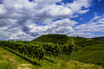 Naklejka premium Weinberge Reben