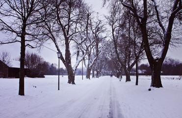 Winter landscape, couple walk along an alley covered by snow flanked by high trees