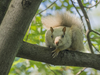 White Squirrel