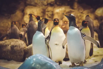 Tableaux ronds sur aluminium Pingouin Gentoo penguins in the zoo