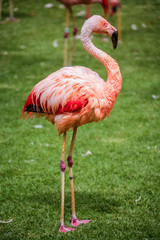 Flamingo bird in the zoo