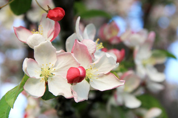 Fototapeta na wymiar Spring apple flowers background. Branches of fresh, pink, soft spring apple tree blossoms close up. Very shallow depth of field, horizontal composition.