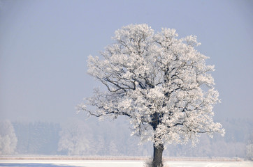 Frost in den Baumästen