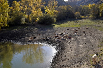 PRESA DE ALBA