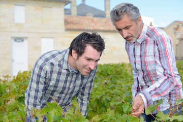 Men inspecting leaves of grapevine