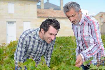 Fototapeta premium Men inspecting leaves of grapevine