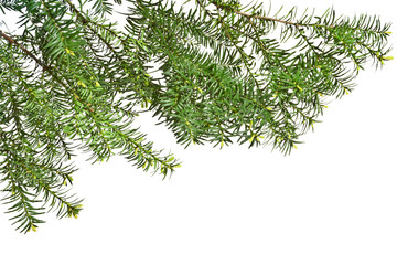 Yew  twigs with young buds
Isolated on white background
