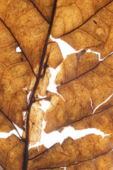 Dried transparent tobacco leave on white background