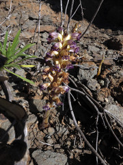 Sommerwurz (Orobanche spez) auf der Lomo de Tabaibales