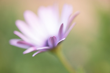 Purple flower