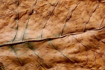 Dried tobacco leave with visible structure