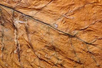 Dried tobacco leave with visible structure