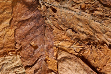 Dried tobacco leaves with visible disease details