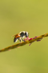 Close up image of bee on flower with natural green background