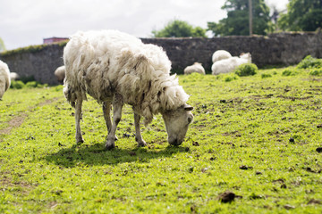 sheep eating