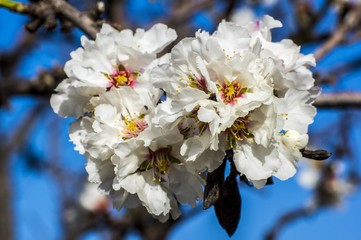 Fiore di Mandorlo con Ape, Bombo, Mosca