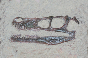 Fossil head of a velociraptor dinosaur with sharp theeth © lucag_g