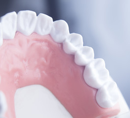 Dental teeth dentistry model