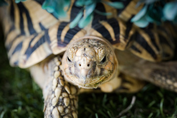 Naklejka premium Indian turtle