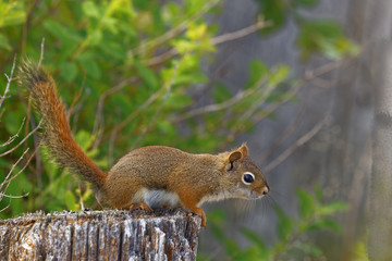 Red Squirrel-Irving Nature Trail-St John NB--Getting Ready to Jump