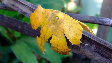 Orange peel