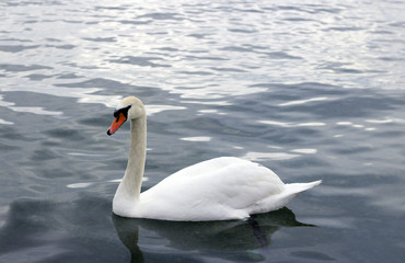 Naklejka na ściany i meble White swan swimming in clear water
