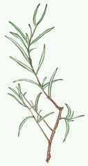 Rosemary branch and leaves.
