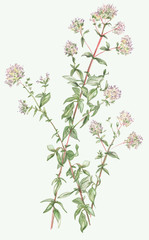 Marjoram/Oregano flowers and leaves on stems.