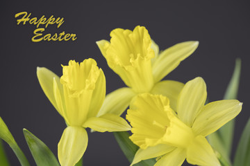 Obraz premium Bouquet Of Yellow Daffodils