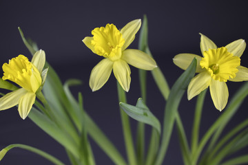 Bouquet Of Yellow Daffodils