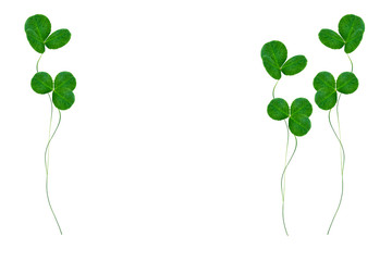 green clover leaves isolated on white background. St.Patrick 's