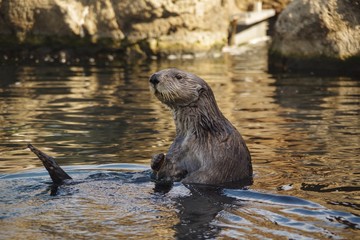 Otter