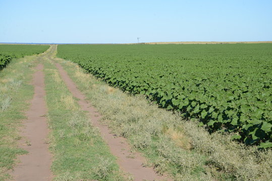 girasol, cultivo, verde, campo, agro, agricultura