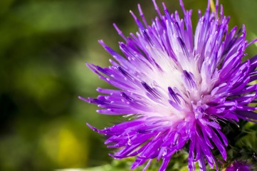 Fotografia Macro al Fiore di Cardo e Ape, Bombo, Ragno, Coleottero, Coccinella