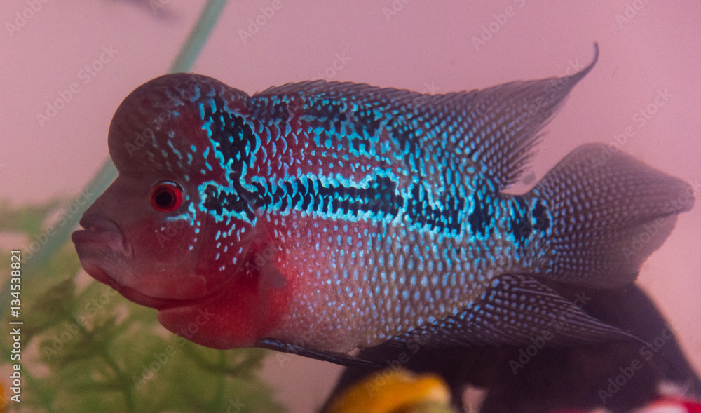 Poster beautiful good color flowerhorn cichlid fish at water tank with blue background - Posters